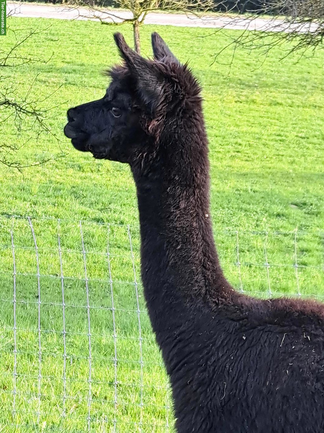 Bild 5: Hobby-Alpaka Stuten "Cola" & "Rinja"