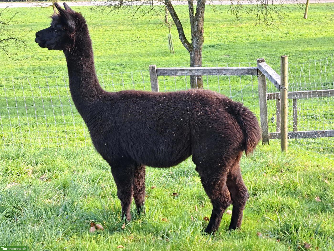 Bild 6: Hobby-Alpaka Stuten "Cola" & "Rinja"