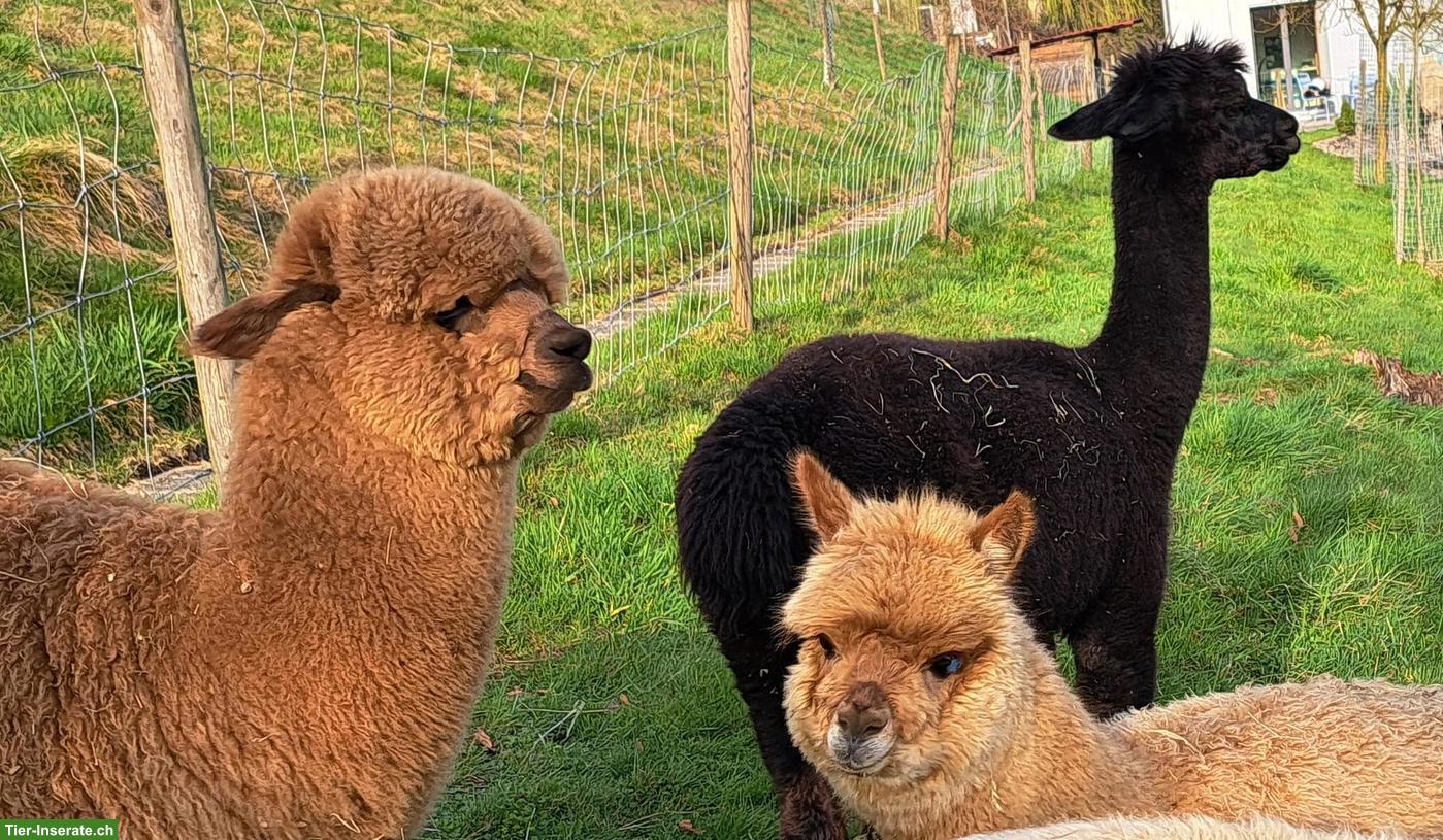 Bild 7: Hobby-Alpaka Stuten "Cola" & "Rinja"