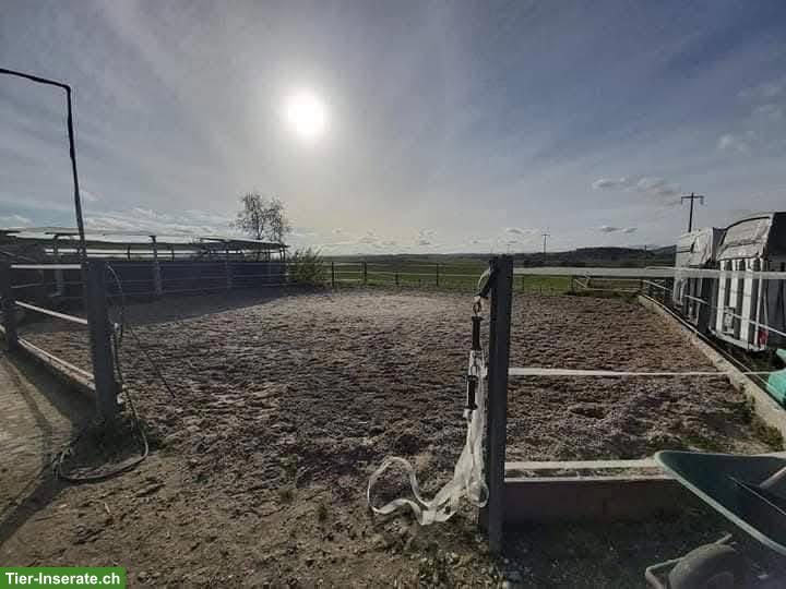 Bild 2: Auslaufboxen frei in Höri ZH