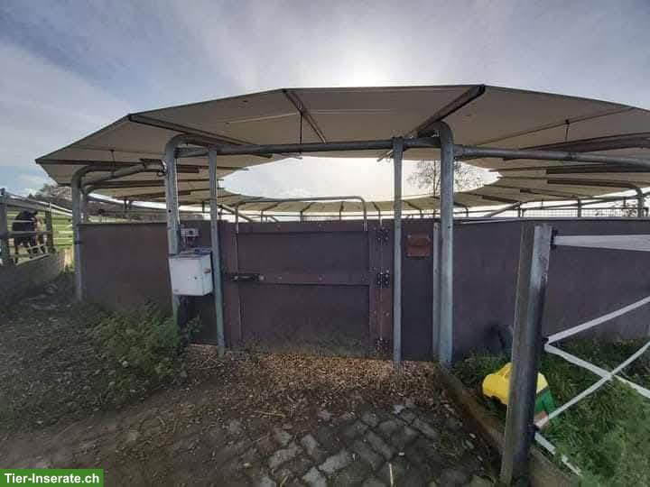 Bild 3: Auslaufboxen frei in Höri ZH