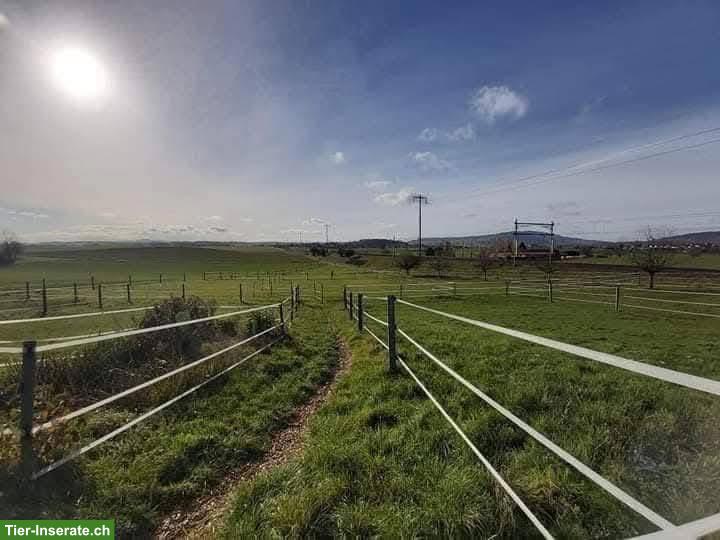 Bild 4: Auslaufboxen frei in Höri ZH