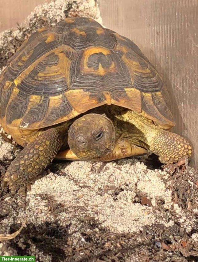 Testudo hermanni hermanni "Farrah", weiblich