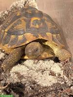 Testudo hermanni hermanni "Farrah", weiblich