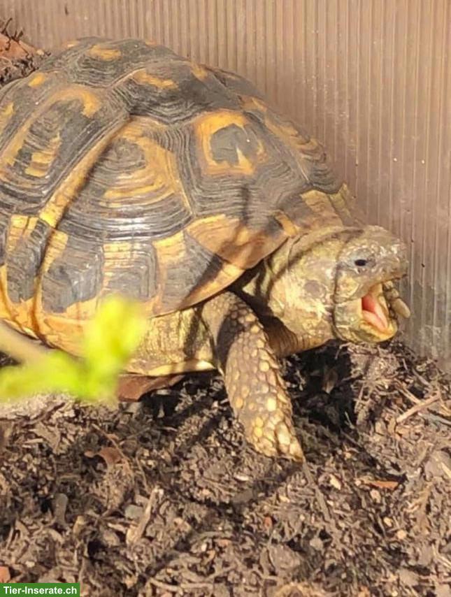 Bild 2: Testudo hermanni hermanni "Farrah", weiblich