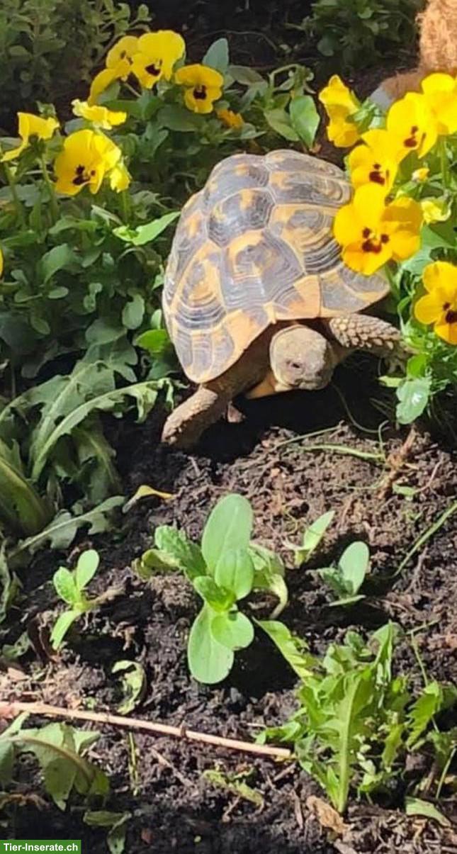 Bild 3: Testudo hermanni hermanni "Farrah", weiblich