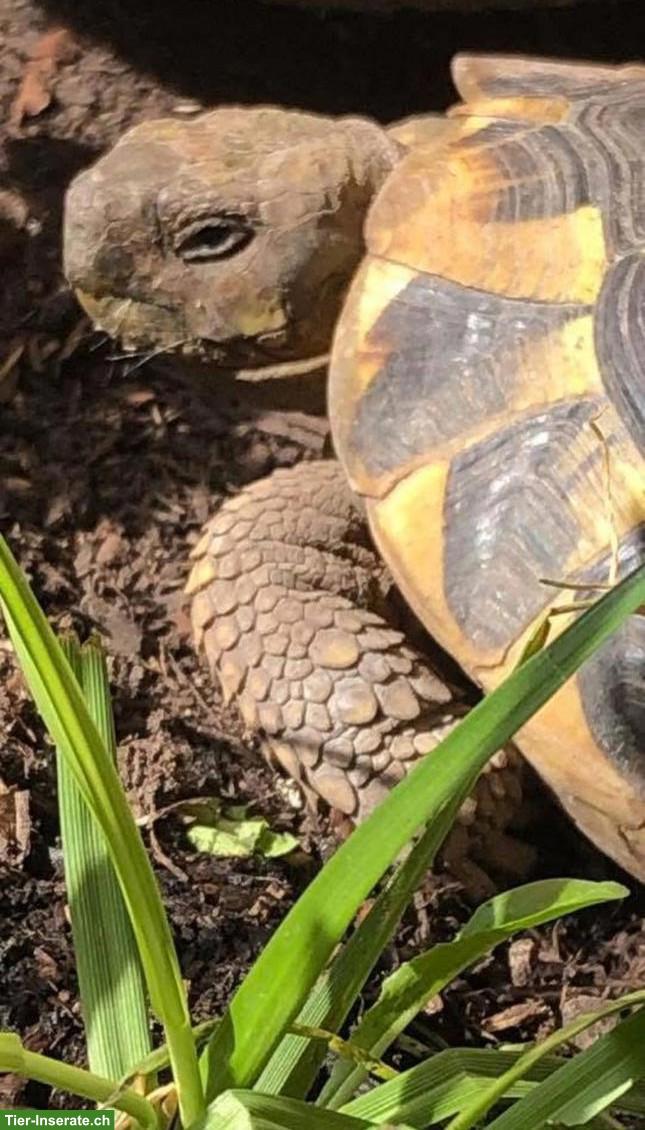 Bild 4: Testudo hermanni hermanni "Farrah", weiblich