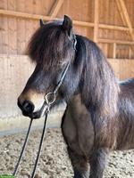 Islandpferd Wallach, wunderschöner Endlostölter