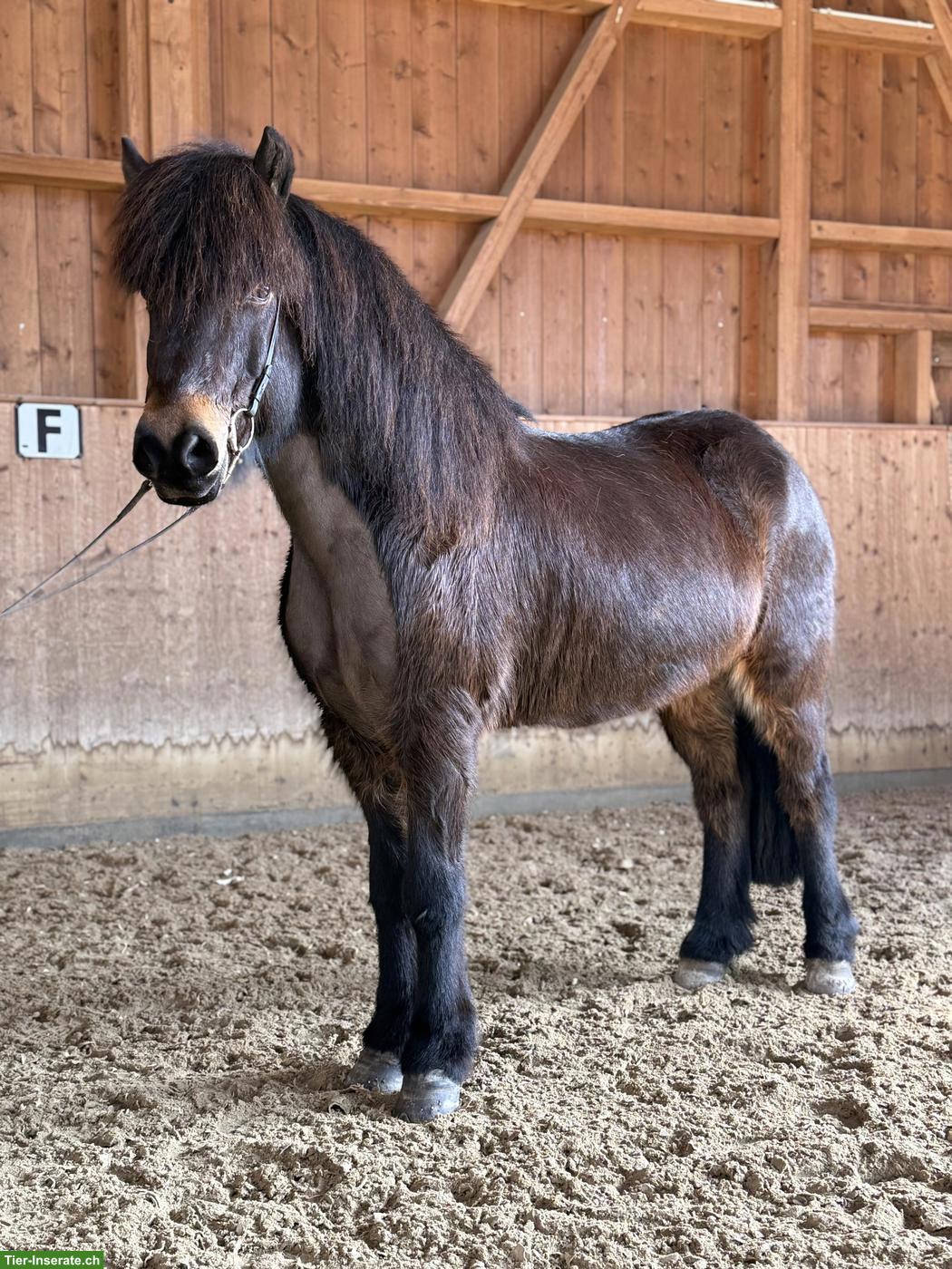 Bild 2: Islandpferd Wallach, wunderschöner Endlostölter