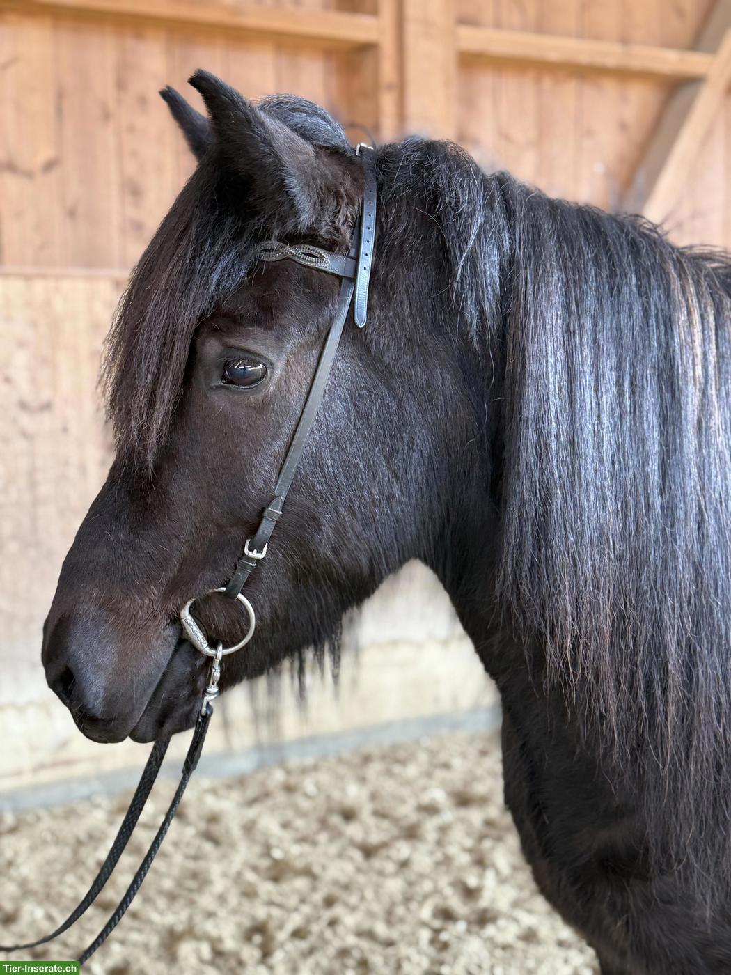 Bildschöne Islandpferd Stute mit Traumcharakter zu verkaufen