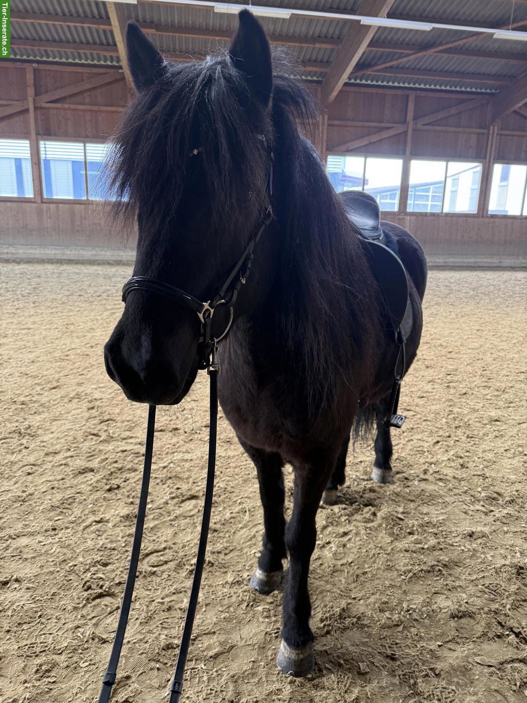 Bild 2: Bildschöne Islandpferd Stute mit Traumcharakter zu verkaufen