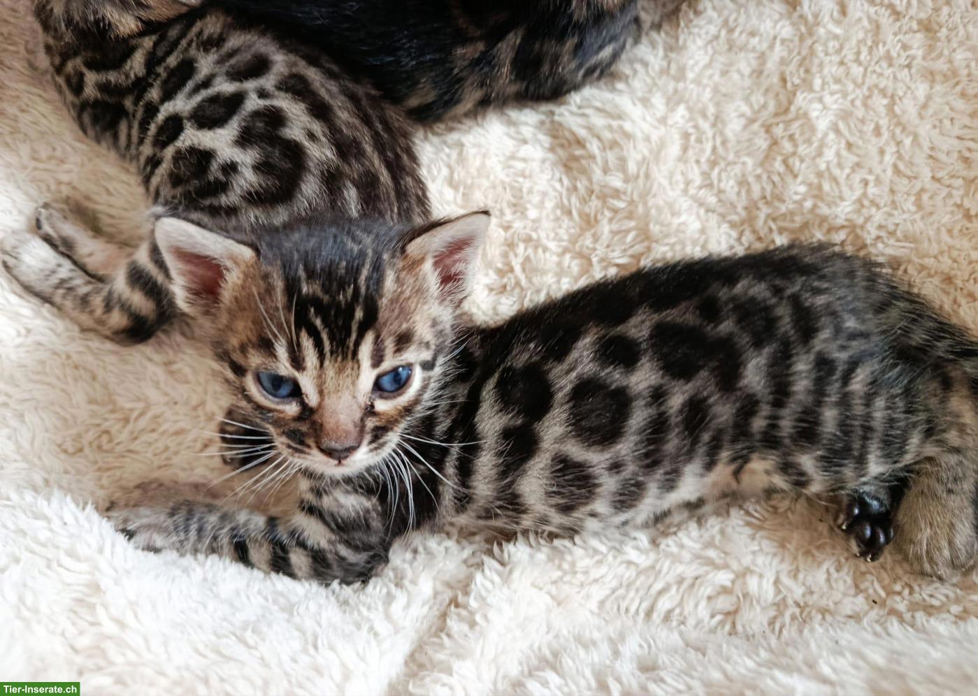 Exklusive Brown Rosetted Bengal Kitten, typvoll & zur Zucht geeignet
