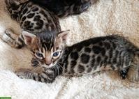 Exklusive Brown Rosetted Bengal Kitten, typvoll & zur Zucht geeignet