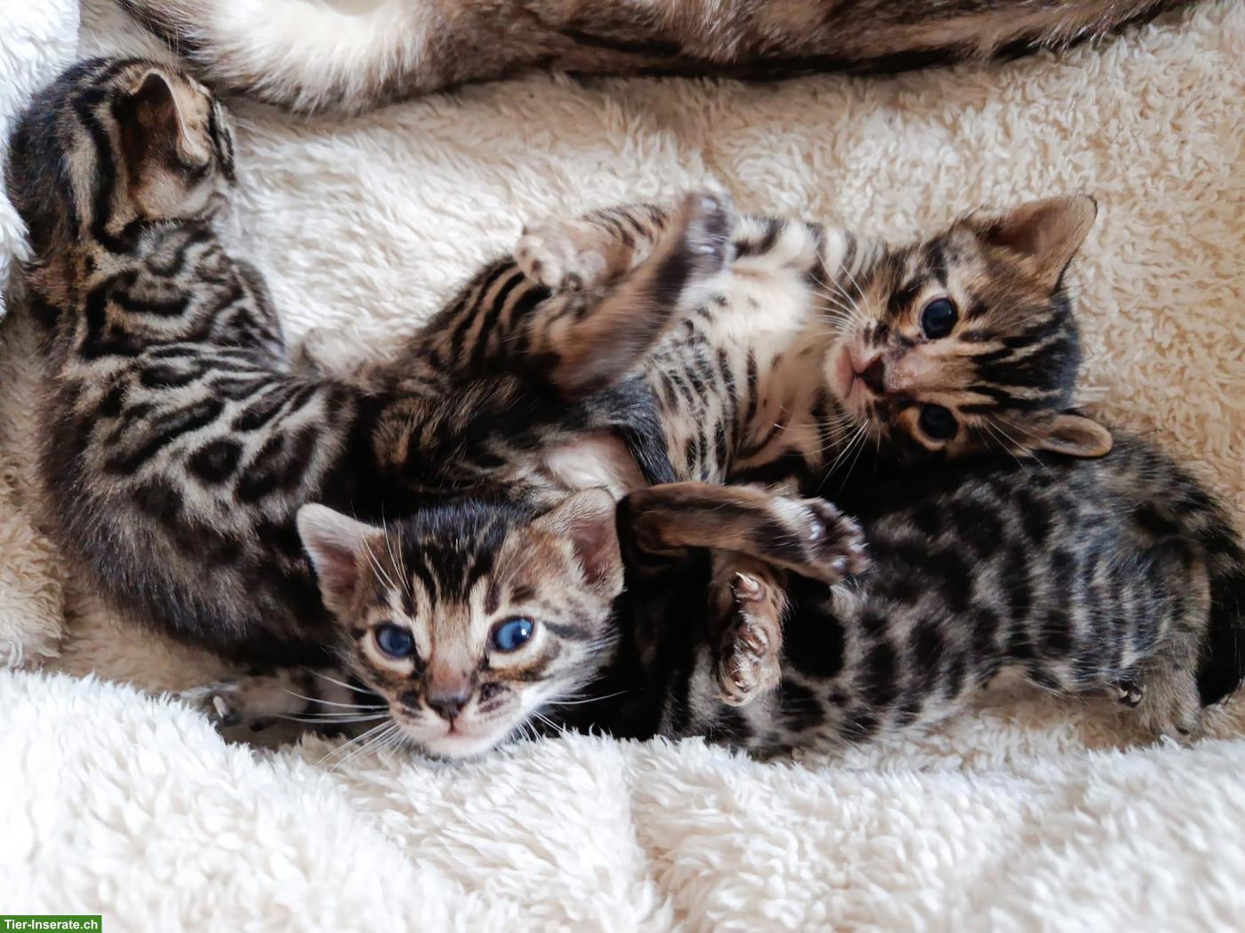 Bild 2: Exklusive Brown Rosetted Bengal Kitten, typvoll & zur Zucht geeignet