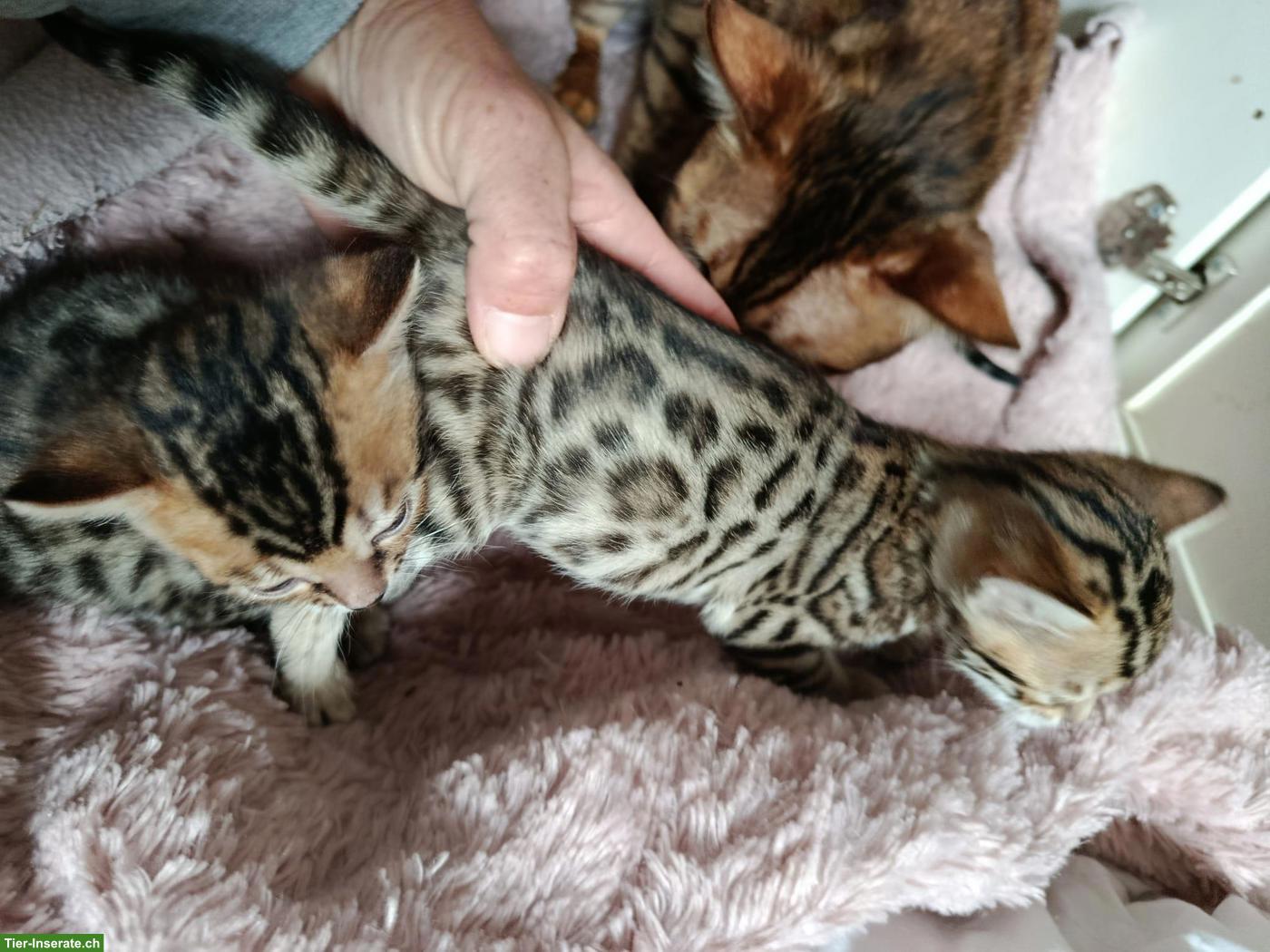 Bild 3: Exklusive Brown Rosetted Bengal Kitten, typvoll & zur Zucht geeignet