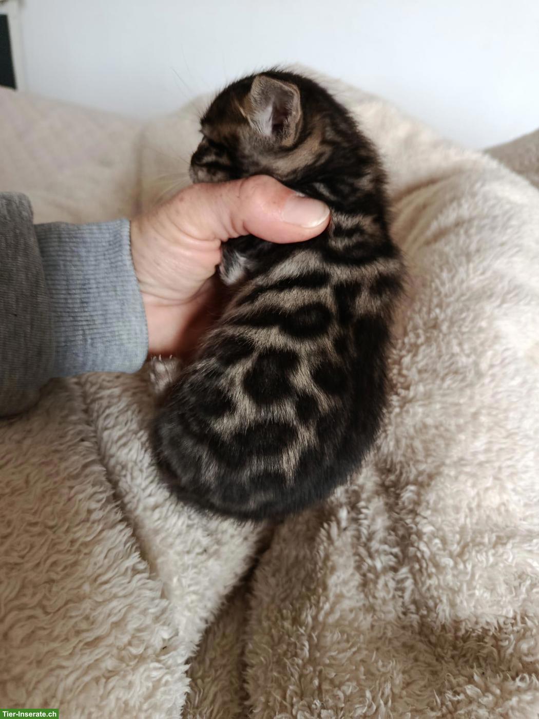 Bild 4: Exklusive Brown Rosetted Bengal Kitten, typvoll & zur Zucht geeignet