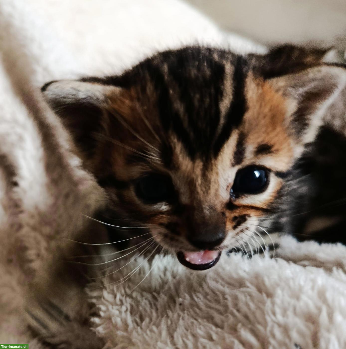 Bild 5: Exklusive Brown Rosetted Bengal Kitten, typvoll & zur Zucht geeignet