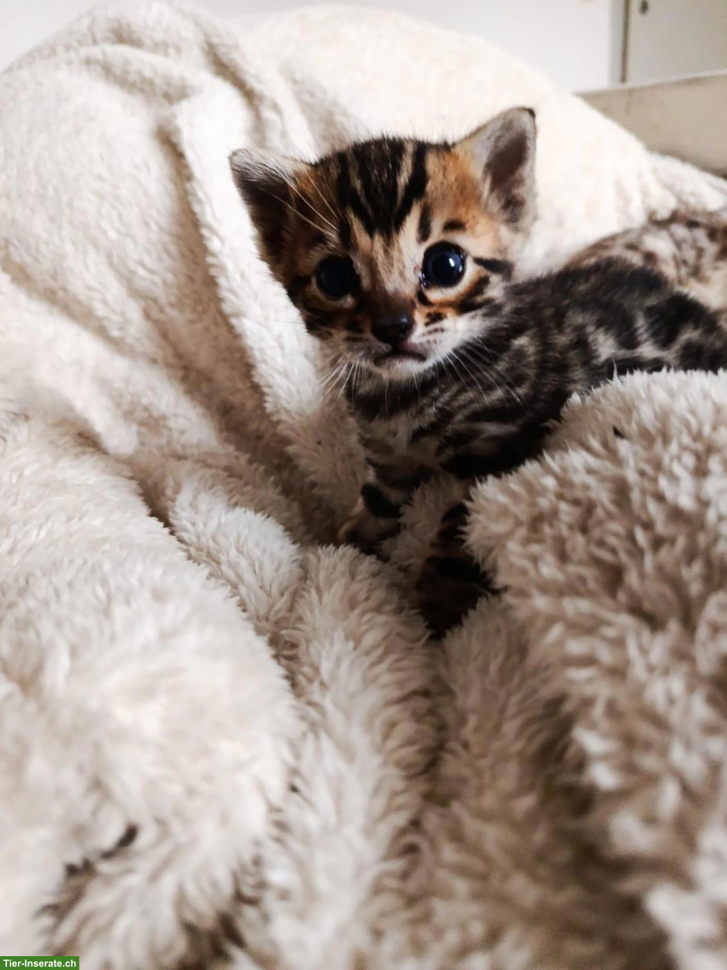 Bild 6: Exklusive Brown Rosetted Bengal Kitten, typvoll & zur Zucht geeignet