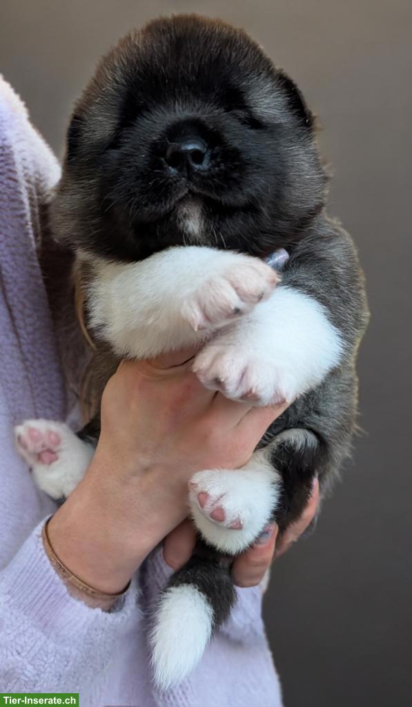 American Akita Welpen aus VDH/FCI-Zucht - Grenznähe CH