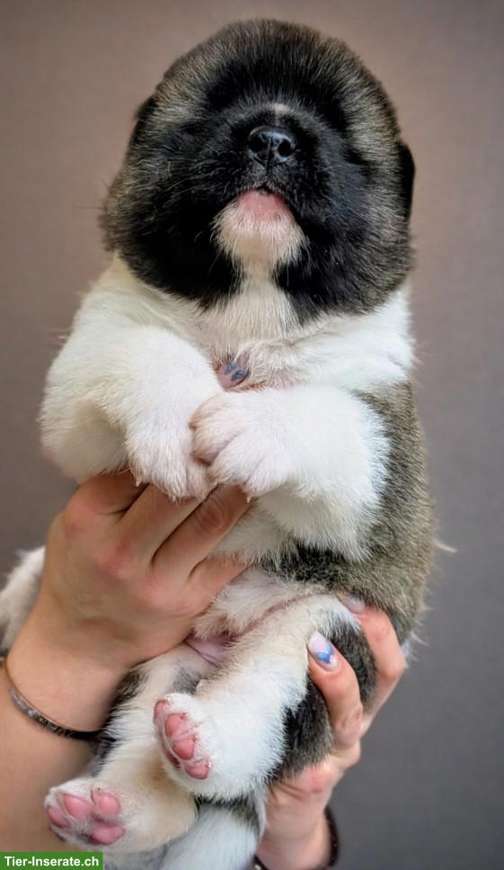 Bild 2: American Akita Welpen aus VDH/FCI-Zucht - Grenznähe CH