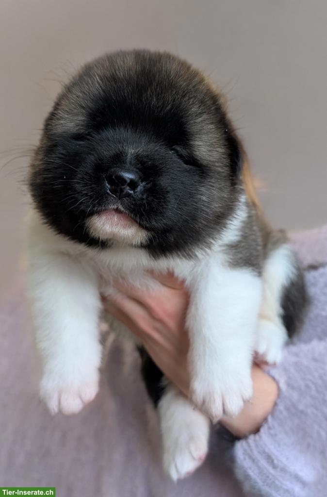 Bild 3: American Akita Welpen aus VDH/FCI-Zucht - Grenznähe CH