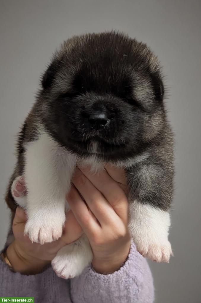 Bild 4: American Akita Welpen aus VDH/FCI-Zucht - Grenznähe CH