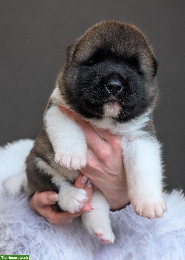 Bild 5: American Akita Welpen aus VDH/FCI-Zucht - Grenznähe CH