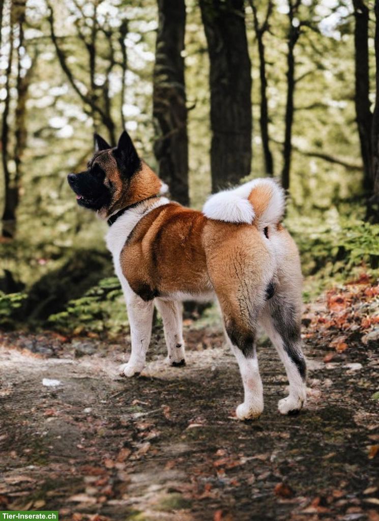 Bild 6: American Akita Welpen aus VDH/FCI-Zucht - Grenznähe CH
