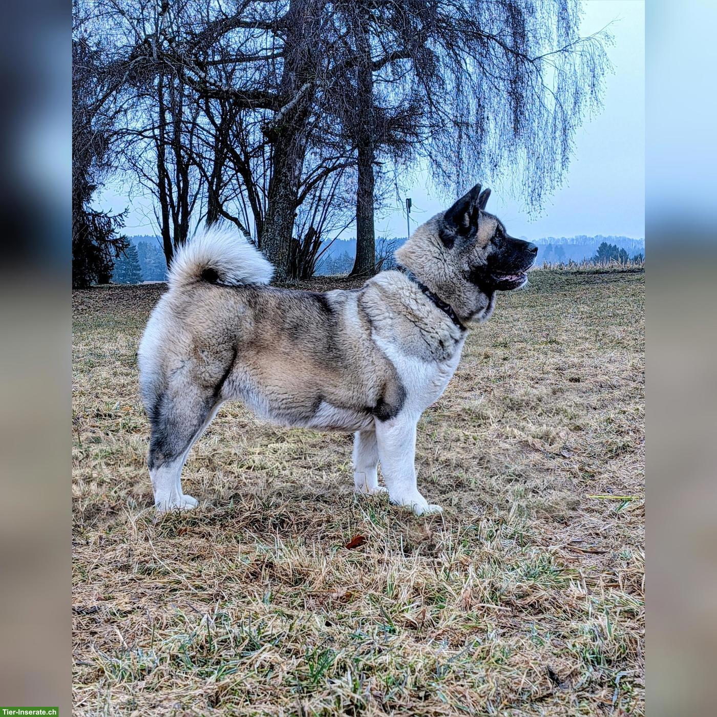 Bild 7: American Akita Welpen aus VDH/FCI-Zucht - Grenznähe CH