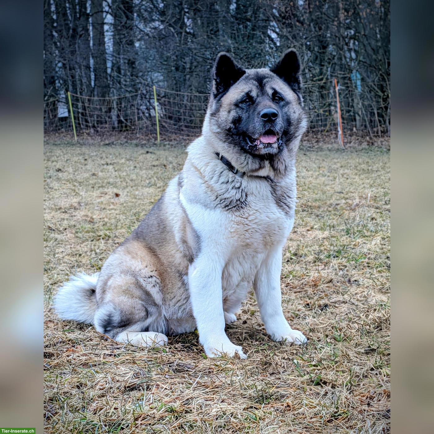 Bild 8: American Akita Welpen aus VDH/FCI-Zucht - Grenznähe CH