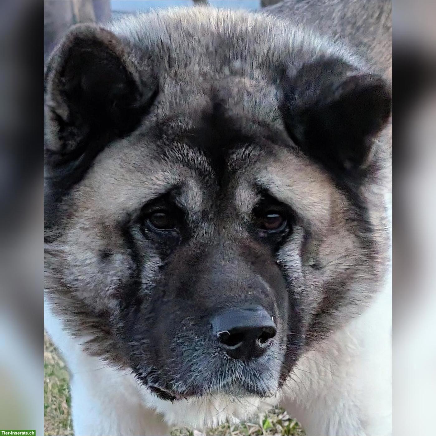 Bild 9: American Akita Welpen aus VDH/FCI-Zucht - Grenznähe CH