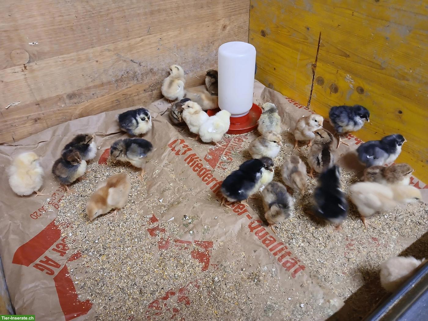 Küken Schwedisches Blumenhuhn