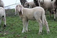 Schöne Saaser Mutten Widder zu verkaufen