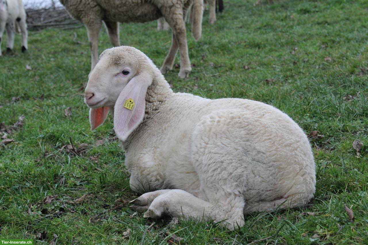 Bild 2: Schöne Saaser Mutten Widder zu verkaufen