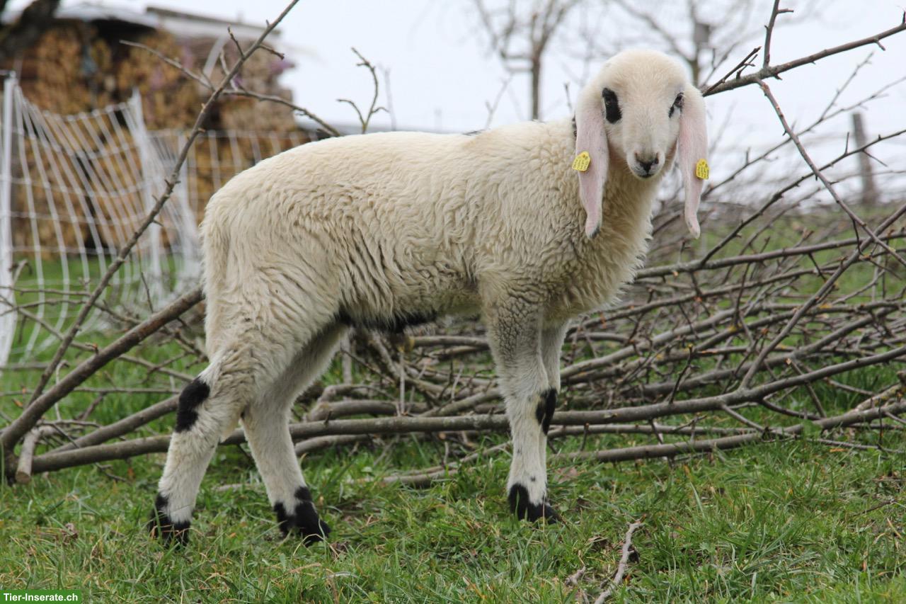 Bild 3: Schöne Saaser Mutten Widder zu verkaufen