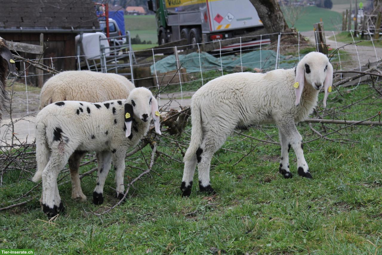 Bild 4: Schöne Saaser Mutten Widder zu verkaufen