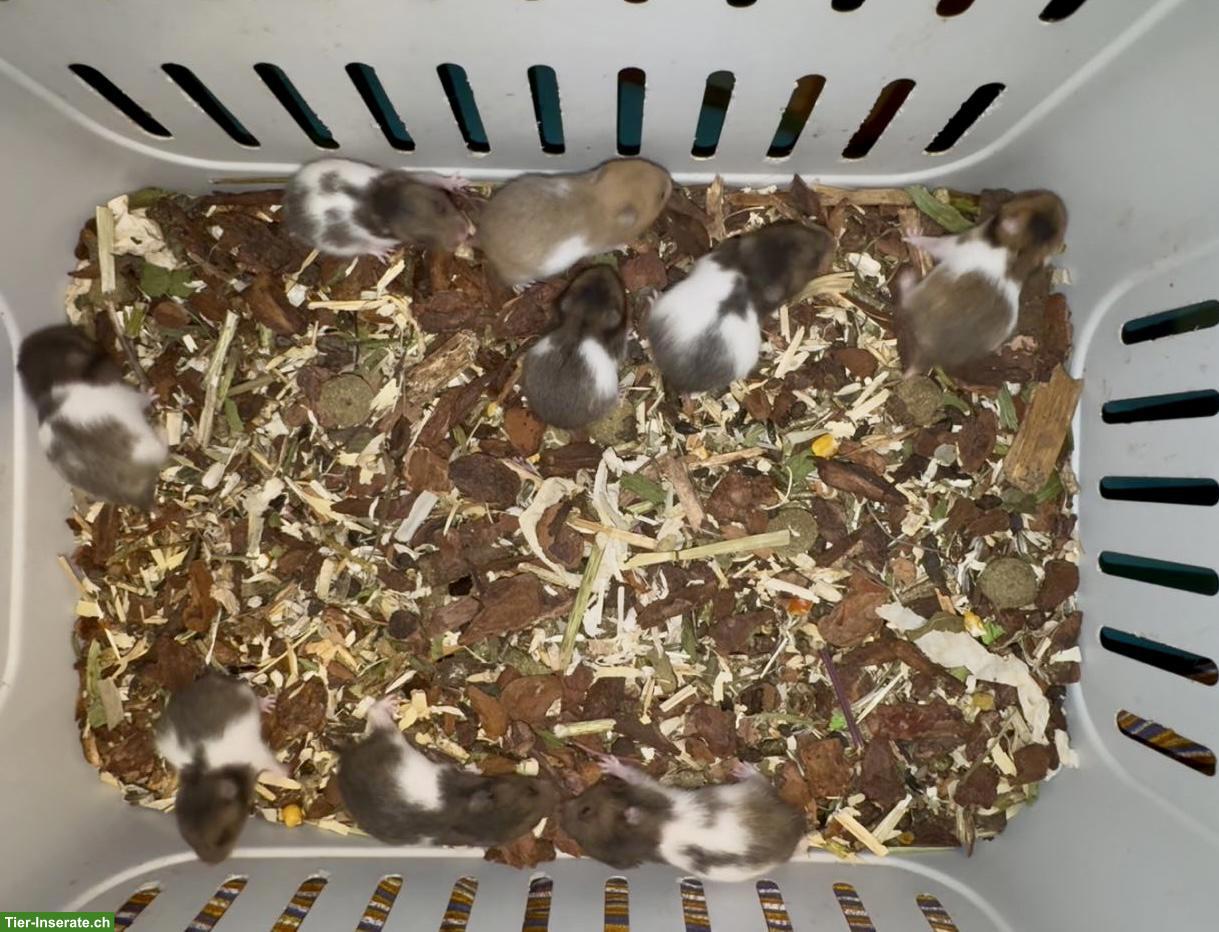 Junge Goldhamster suchen Zuhause