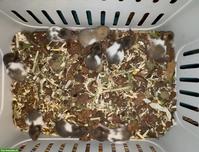 Junge Goldhamster suchen Zuhause