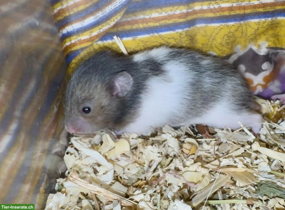 Bild 10: Junge Goldhamster suchen Zuhause