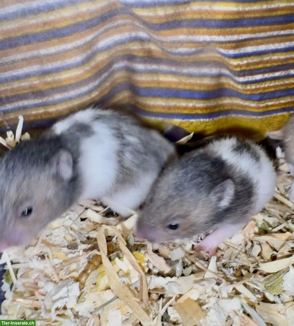 Bild 2: Junge Goldhamster suchen Zuhause