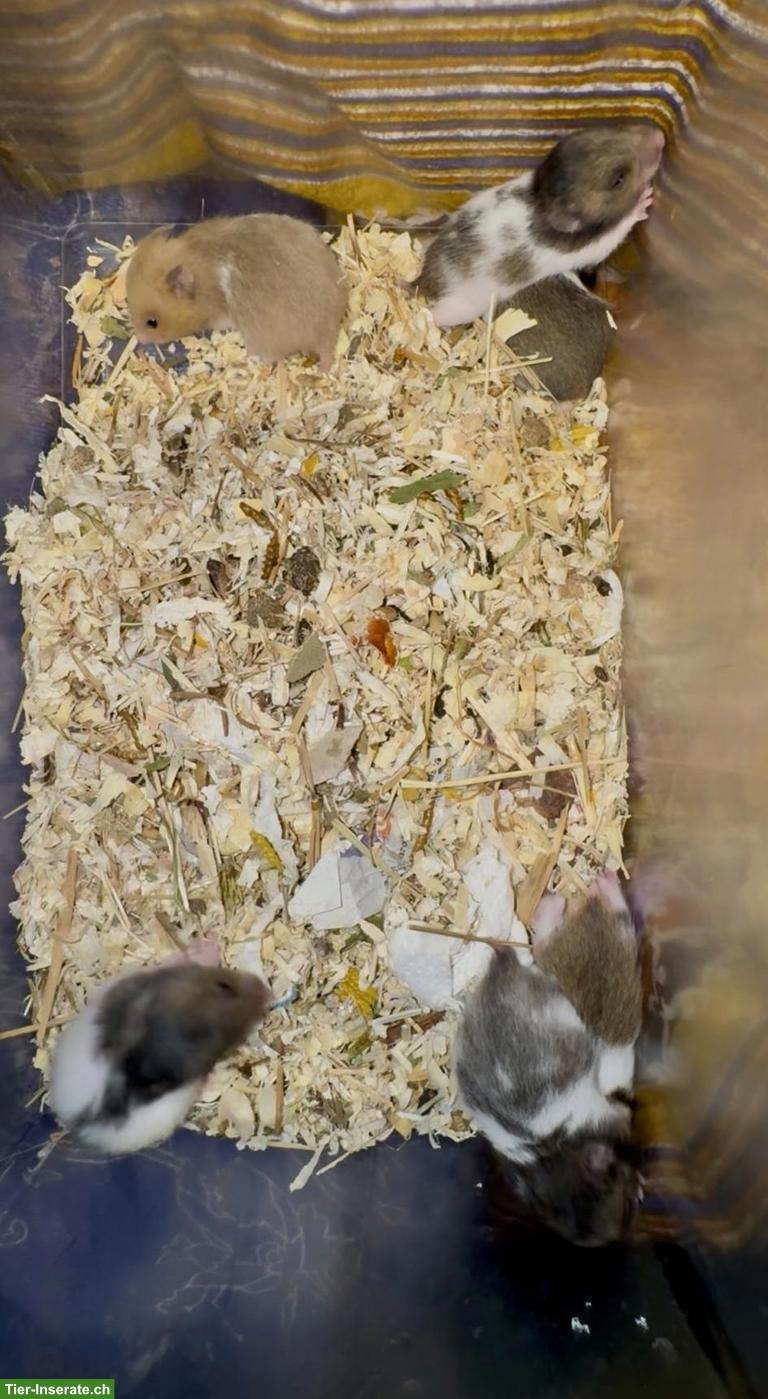 Bild 3: Junge Goldhamster suchen Zuhause