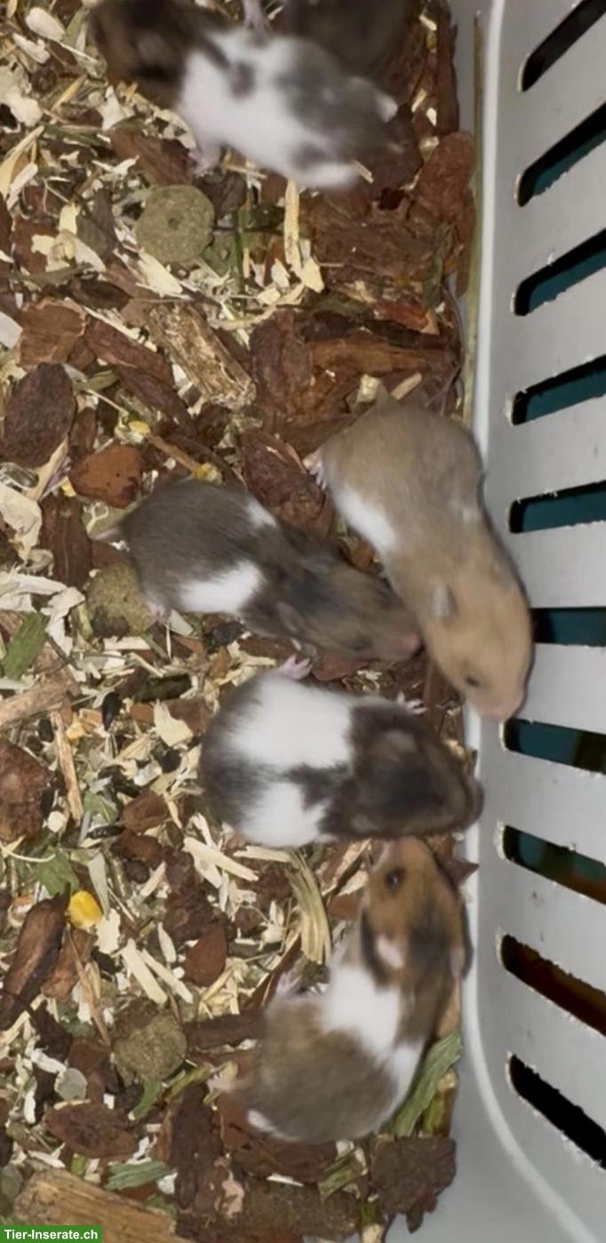 Bild 4: Junge Goldhamster suchen Zuhause