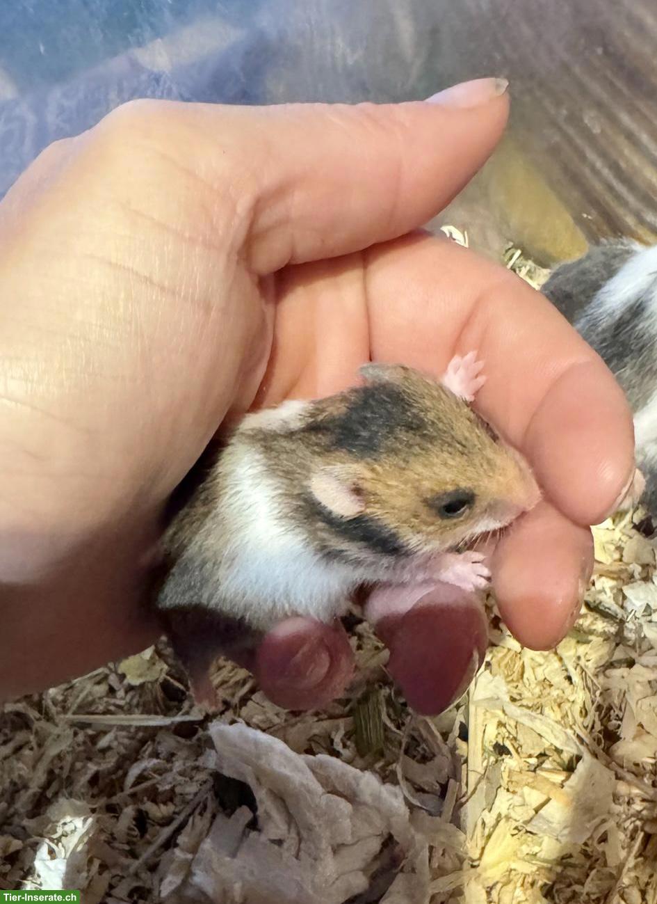 Bild 5: Junge Goldhamster suchen Zuhause