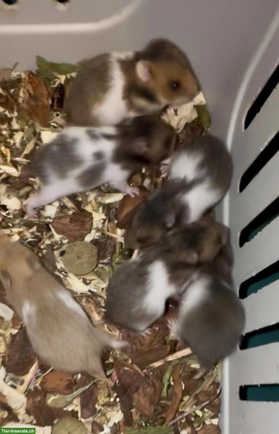 Bild 6: Junge Goldhamster suchen Zuhause