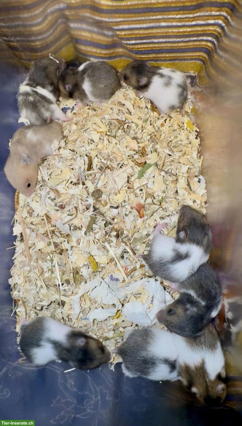 Bild 7: Junge Goldhamster suchen Zuhause