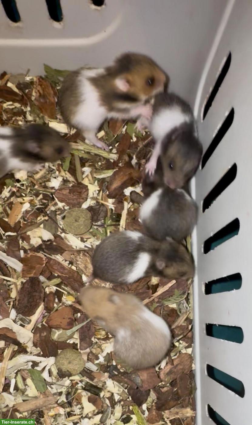 Bild 8: Junge Goldhamster suchen Zuhause