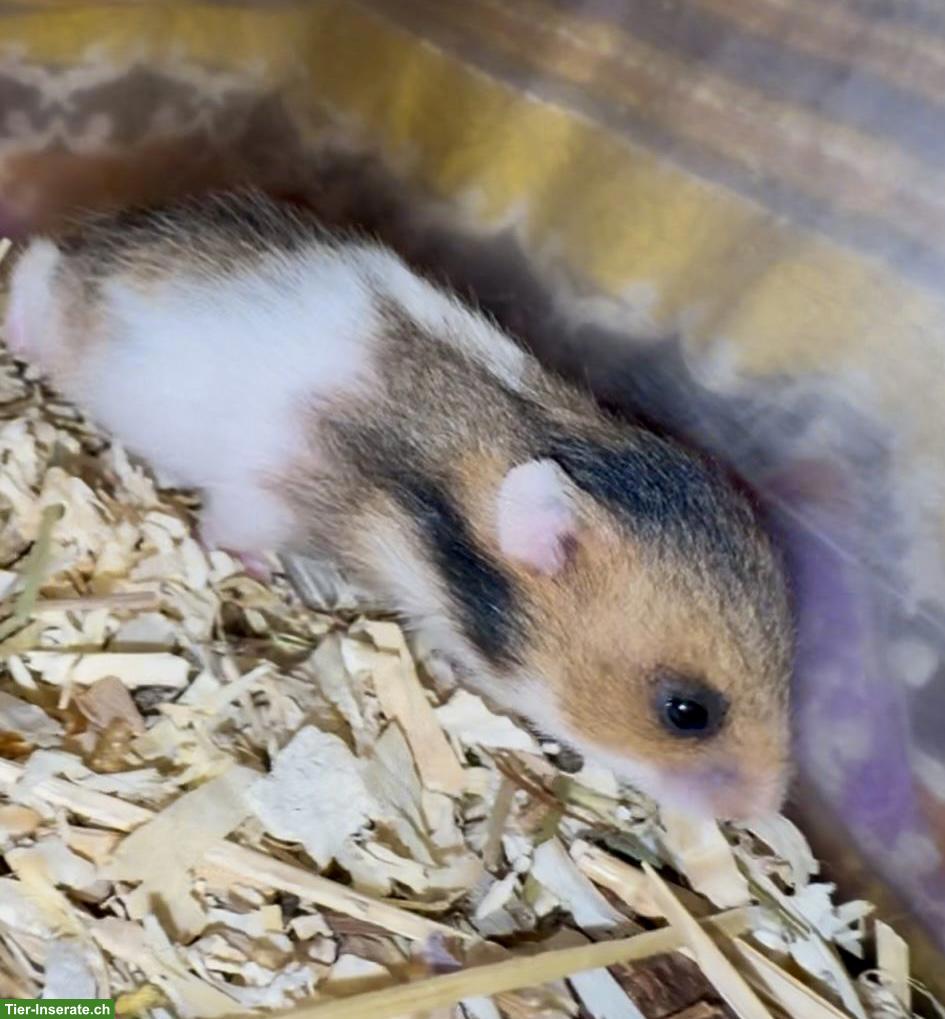 Bild 9: Junge Goldhamster suchen Zuhause