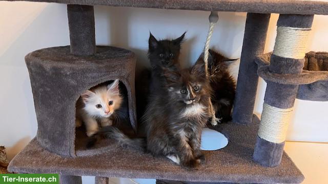 Maine Coon Kitten, reinrassig, sehr verspielt und verschmust