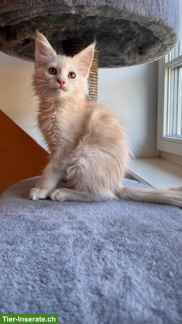 Bild 10: Maine Coon Kitten, reinrassig, sehr verspielt und verschmust