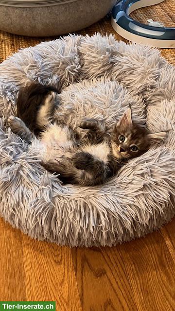 Bild 2: Maine Coon Kitten, reinrassig, sehr verspielt und verschmust